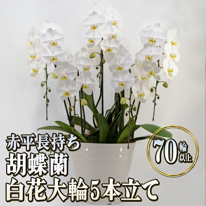 【ふるさと納税】赤平長持ち胡蝶蘭白花大輪5本立て（70輪以上）胡蝶蘭 花 ギフト プレゼント お祝い 贈り物 インテリア 植物 　お届け：2026年5月上旬～10月下旬まで
