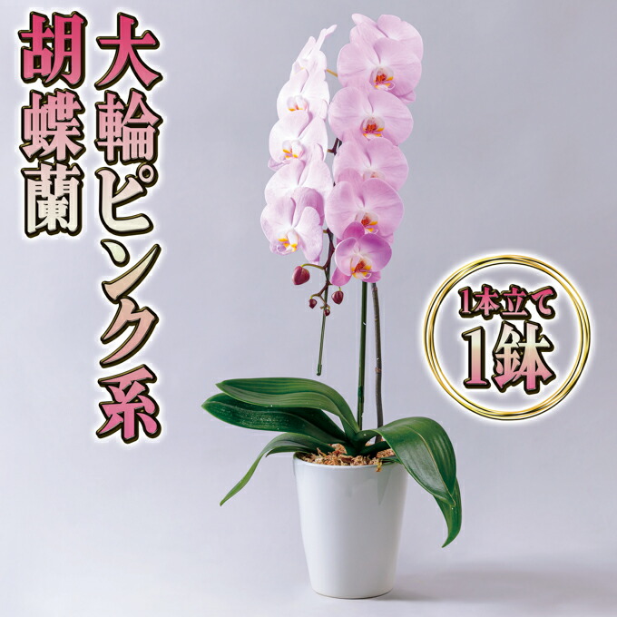 【6月号】あか散らし広告置き手紙