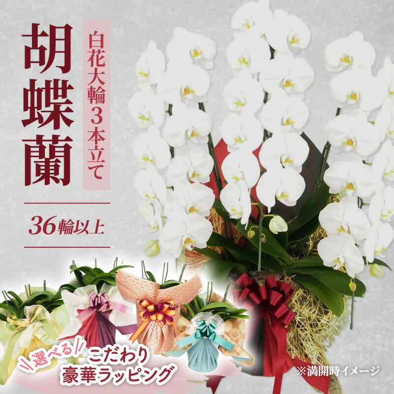 【ふるさと納税】【選べるこだわり豪華ラッピング】赤平長持ち胡蝶蘭白花大輪3本立て (36輪以上) 胡蝶蘭 花 ギフト プレゼント お祝い 贈り物 インテリア 植物　お届け：2026年5月上旬～10月下旬まで｜北海道赤平市 48,000円