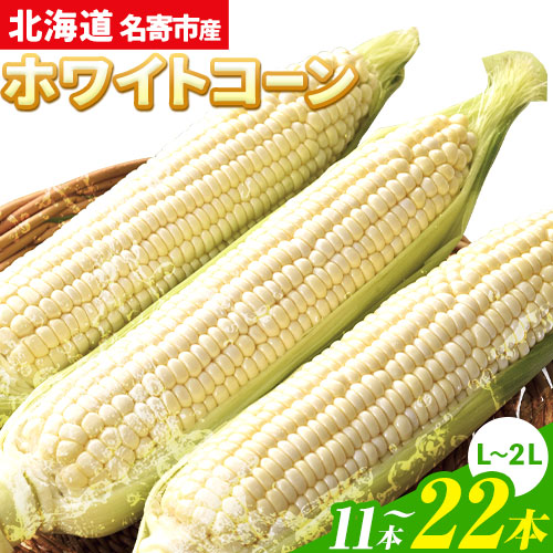 【ふるさと納税】令和7年産 北海道名寄産ホワイトコーン L～2Lサイズ11本 《2025年8月中旬-8月下旬頃出荷予定》NPO法人なよろ観光まちづくり協会 北海道 とうもろこし トウモロコシ Lサイズ 2Lサイズ  お取り寄せ 旬 新鮮 産地直送 甘い 糖度 11本 冷蔵