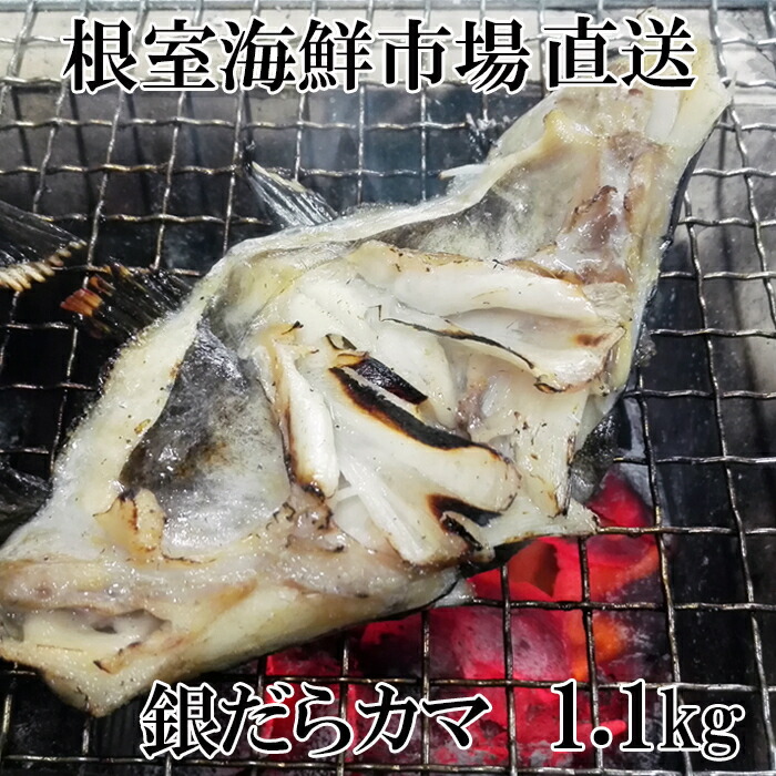 【ふるさと納税】根室海鮮市場＜直送＞銀だらカマ 選べる 1.1kg 2kg 銀ダラ 銀鱈 さかな サカナ 魚 北海道 根室市