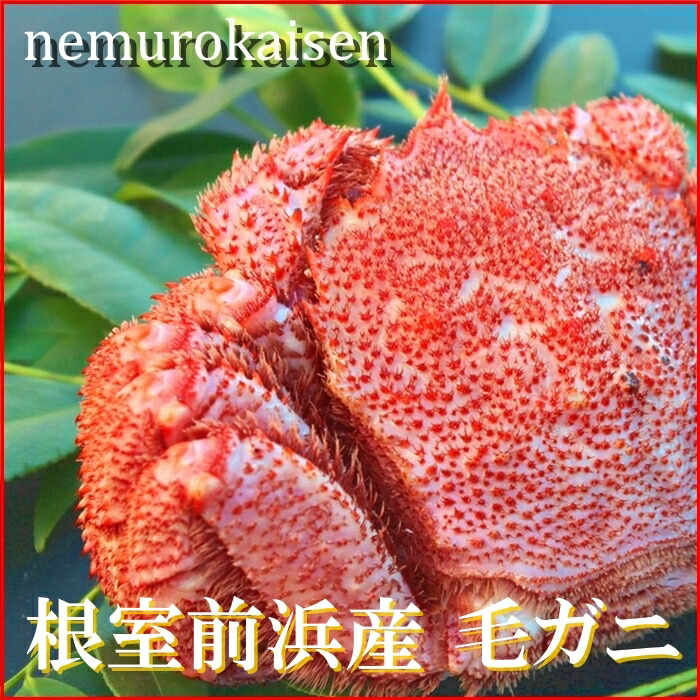 【ふるさと納税】 [北海道根室産] 毛がに 450 ~ 500g × 1 尾 毛ガニ 毛蟹 けがに ケガニ かに カニ 蟹 お取り寄せ グルメ 海鮮 ミソ カニミソ カニ味噌 蟹味噌 かに味噌 北海道 根室市 ふるさと納税 B-57025