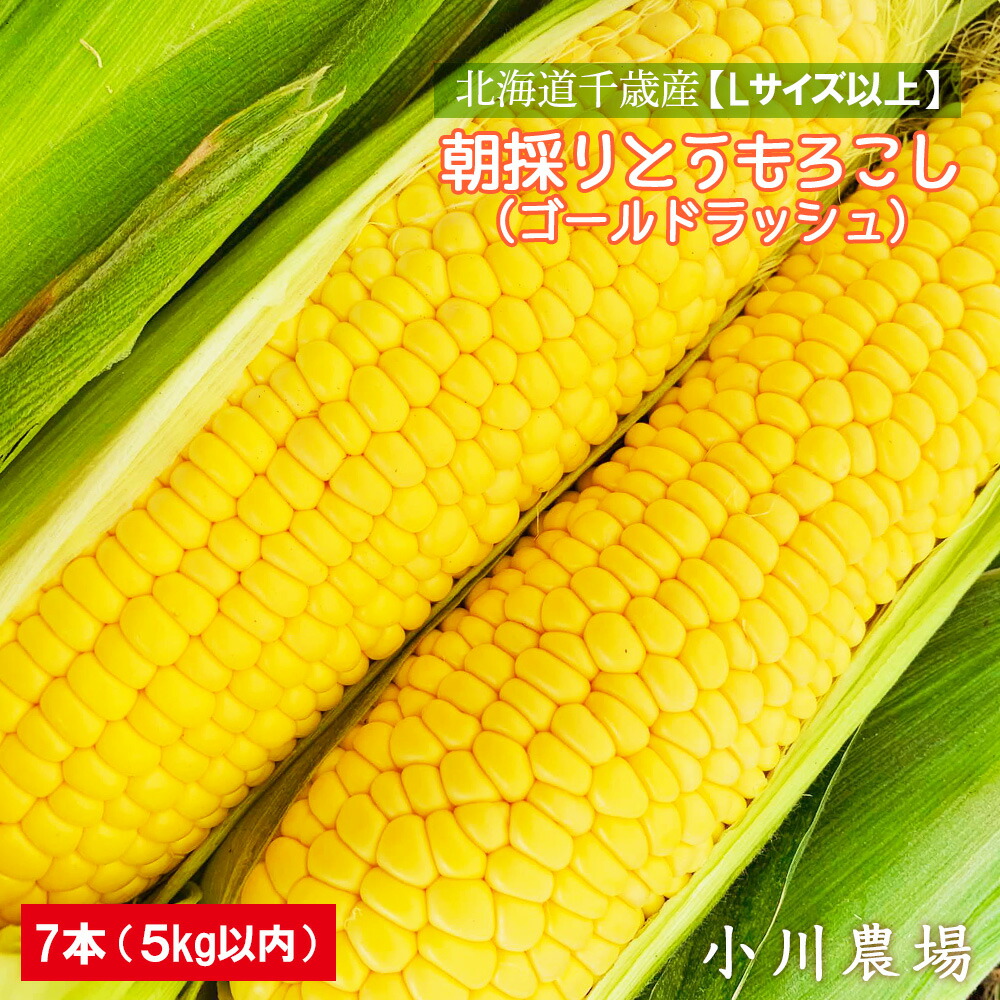 <br>【ふるさと納税】2025年発送予約☆北海道千歳産【Lサイズ以上】朝採りとうもろこし（ゴールドラッシュ）7本 5kg以内【小川農場】 野菜 とうもろこし　お届け：2025年7月中旬～9月中旬まで【北海道千歳市】<br>ギフト ふるさと納税