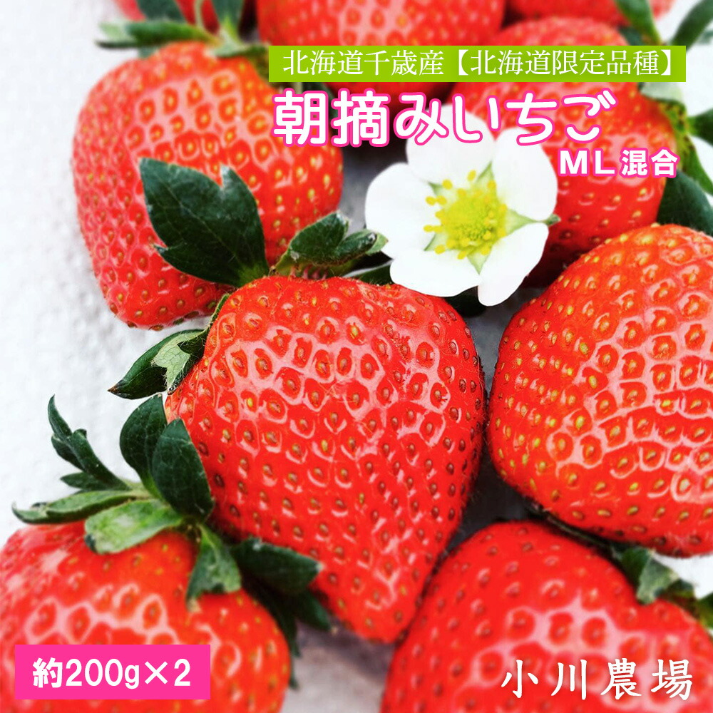 <br>【ふるさと納税】2025年発送予約☆北海道千歳産 【北海道限定品種】朝摘みいちごML混合約200g×2【小川農場】<br> 果物類 いちご  イチゴ 苺 ストロベリー くだもの フルーツ　2025年5月下旬～6月下旬にお届けいたします【北海道千歳市】<br>ギフト ふるさと納税
