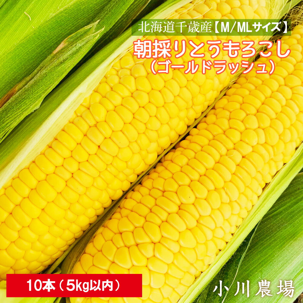 <br>【ふるさと納税】2025年発送予約☆北海道千歳産【M/MLサイズ】朝採りとうもろこし（ゴールドラッシュ）10本 5kg以内【小川農場】 野菜 とうもろこし ゴールドラッシュ トウモロコシ【北海道千歳市】<br>ギフト ふるさと納税