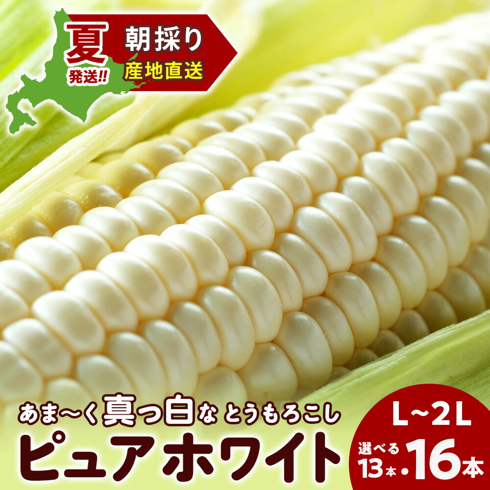 <br>【ふるさと納税】2025年夏発送 白いとうもろこし ピュアホワイト L～2L 選べる13本～16本 北海道千歳産 野菜 とうもろこし【北海道千歳市】<br>ギフト ふるさと納税
