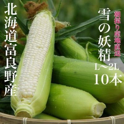 【ふるさと納税】朝採り 白いとうもろこし「雪の妖精」秀品 北海道富良野産 L～2L 10本入_ とうもろこし コーン トウモロコシ 野菜 ホワイトコーン 朝採れ 人気 産地直送 甘い 送料無料 希少 限定 人気 おすすめ 北海道 【配送不可地域：離島】【1405482】