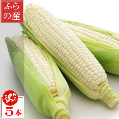【ふるさと納税】北海道富良野産 生で食べられる白いとうもろこし ピュアホワイト 訳あり 5本_ 訳あり とうもろこし トウモロコシ コーン ピュアホワイト 国産 北海道産 富良野 生 朝どれ 産地直送 冷蔵 不揃い 規格外 傷 【配送不可地域：離島】【1498216】
