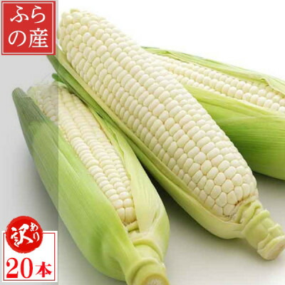 【ふるさと納税】北海道富良野産 生で食べられる白いとうもろこし ピュアホワイト 訳あり 20本【配送不可地域：離島】【1498217】