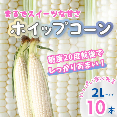 【ふるさと納税】北海道富良野産　朝採りホワイトとうもろこし　ホイップコーン2Lサイズ10本　産地直送【配送不可地域：離島】【1609603】