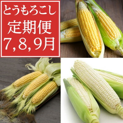 【ふるさと納税】【発送月固定定期便】7月・8月・9月　生で食べれるトウモロコシ定期便　北海道富良野からお届け全3回_ トウモロコシ とうもろこし ピュアホワイト ゴールドラッシュ 北海道 富良野 定期便 野菜 生 産地直送 送料無料 【配送不可地域：離島】【4056407】