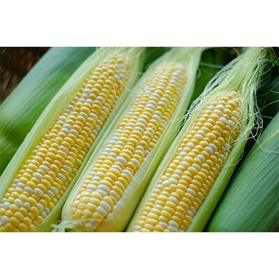 【ふるさと納税】【発送月固定定期便】北海道富良野市で大人気のお野菜全2回【配送不可地域：離島】【4061292】