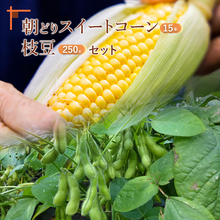 【ふるさと納税】『★先行予約★8月初旬より順次発送』  枝豆２５０ｇ入り３パック＆朝どりスイートコーン １５本 北海道産 枝豆 250g とうもろこし 15本 ふるさと納税 北海道 恵庭市 恵庭【31000202】