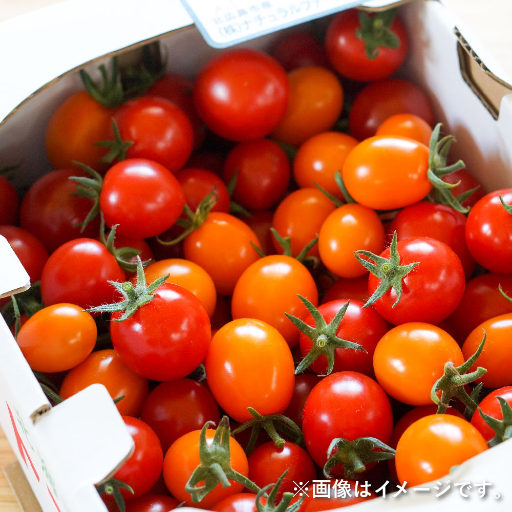 【ふるさと納税】【選べる容量】有機JAS認定 きたいろトマト 1.3kg 2.6kg 3.9kg【2025年7月下旬～9月下旬迄発送予定】ミニトマト みにとまと 野菜 新鮮 北海道 北広島市 送料無料