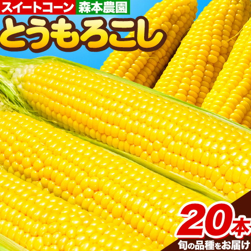 【ふるさと納税】【2025年先行予約】森本農園 とうもろこし 20本セット スイートコーン 恵味ゴールド 夢のコーン スターダスト から旬の品種をお届け 朝どれ 朝採れ トウモロコシ コーン 野菜 旬の品種 旬 たっぷり BBQ 北海道 当別産 北海道産 森本農園