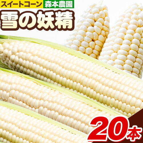【ふるさと納税】 【2025年先行予約】 森本農園 とうもろこし 「雪の妖精」 20本セット トウモロコシ スイートコーン セット 雪の妖精 朝どれ 朝採れ もぎたて 新鮮 生でも食べられる たっぷり BBQ 北海道産 当別産 北海道 石狩 森本農園