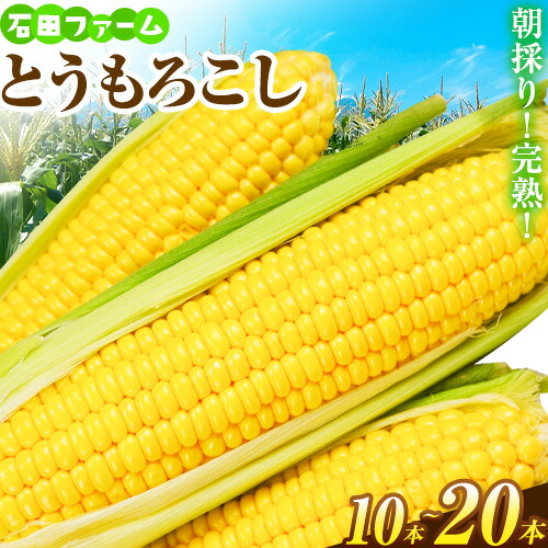 【ふるさと納税】石田ファーム とうもろこし詰め合わせ 10本 20本セット 数量限定 朝採り 野菜 新鮮 夢のコーン 甘獲娘 スターダスト 恵味ゴールド 恵味スター ほしつぶコーン わくわくコーン ロイシーコーン 旬の品種 20本 トウモロコシ キャンプ BBQ SDGs 詰合せ
