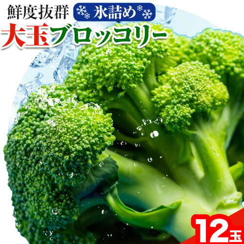 【ふるさと納税】【2025年先行予約】野菜 氷詰めブロッコリー 12玉 大玉サイズをお届け 北海道産 大玉 ブロッコリー 野菜 ダイエット 筋トレ トレーニング 新鮮 氷詰め サラダ おかず 野菜ジュース 料理 弁当 農家 産地直送 北海道 照之家商店