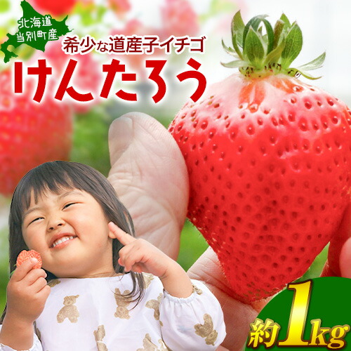 【ふるさと納税】【2025年先行予約】べんけべつのいちご けんたろう 約1kg (1箱4パック入り) 齊藤義也 いちご イチゴ フルーツ 果物 ギフト 北海道 当別町 送料無料 北海道産 お取り寄せ