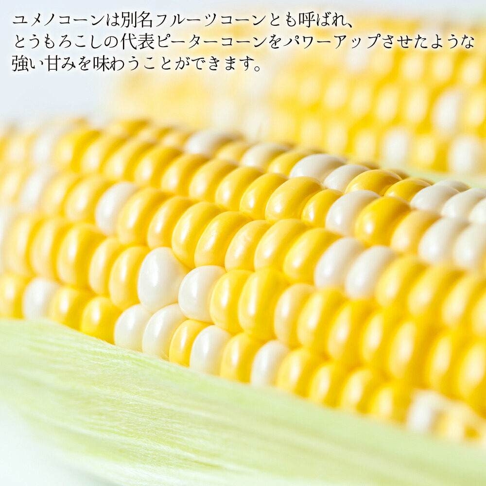 ふるさと納税 10月送りとどける 北海道の甘 いコーン ユメノ禾穀 橋本ファーム とうもろこし 野菜 とうきび 北海道制定 コーン 知内部落 ふるさと納税 Ss005 Oceanblueflorida Com
