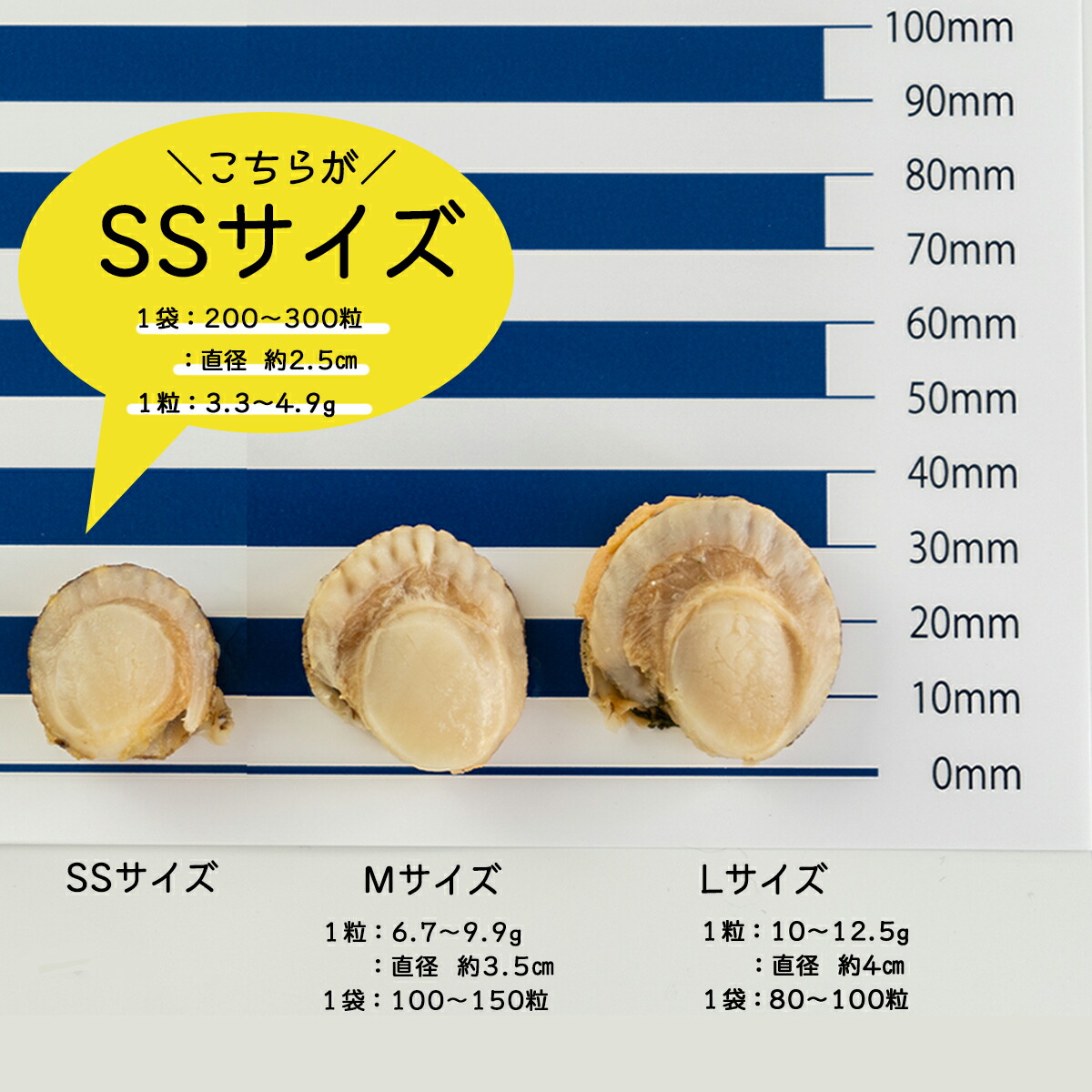 ふるさと納税 ホタテ 2kg 北海道産む ボイルベビーホタテ 海鮮 Lapsonmexico Com