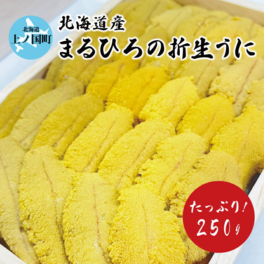 【ふるさと納税】【2025年発送】北海道上ノ国町 まるひろの折生うに（約250g）　北海道産うに　ウニ　雲丹　キタムラサキウニ　うに　折ウニ　うに直送