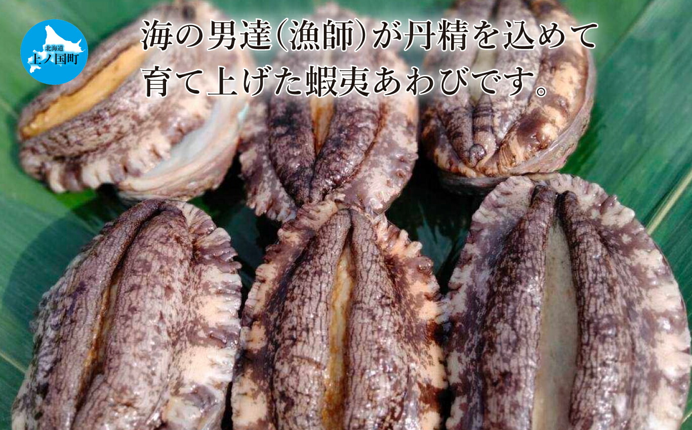 独特の上品 北海道産 海洋牧場育ち養殖活蝦夷あわび7ｃｍ以上 6個 こりこり触感 お刺身 姿蒸し 活きあわび 鮑 北海道あわび 北海道 あわび アワビ Blog Doacaolegal Com Br