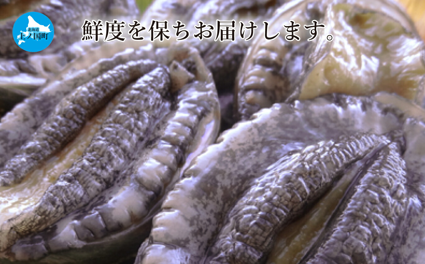 独特の上品 北海道産 海洋牧場育ち養殖活蝦夷あわび7ｃｍ以上 6個 こりこり触感 お刺身 姿蒸し 活きあわび 鮑 北海道あわび 北海道 あわび アワビ Blog Doacaolegal Com Br