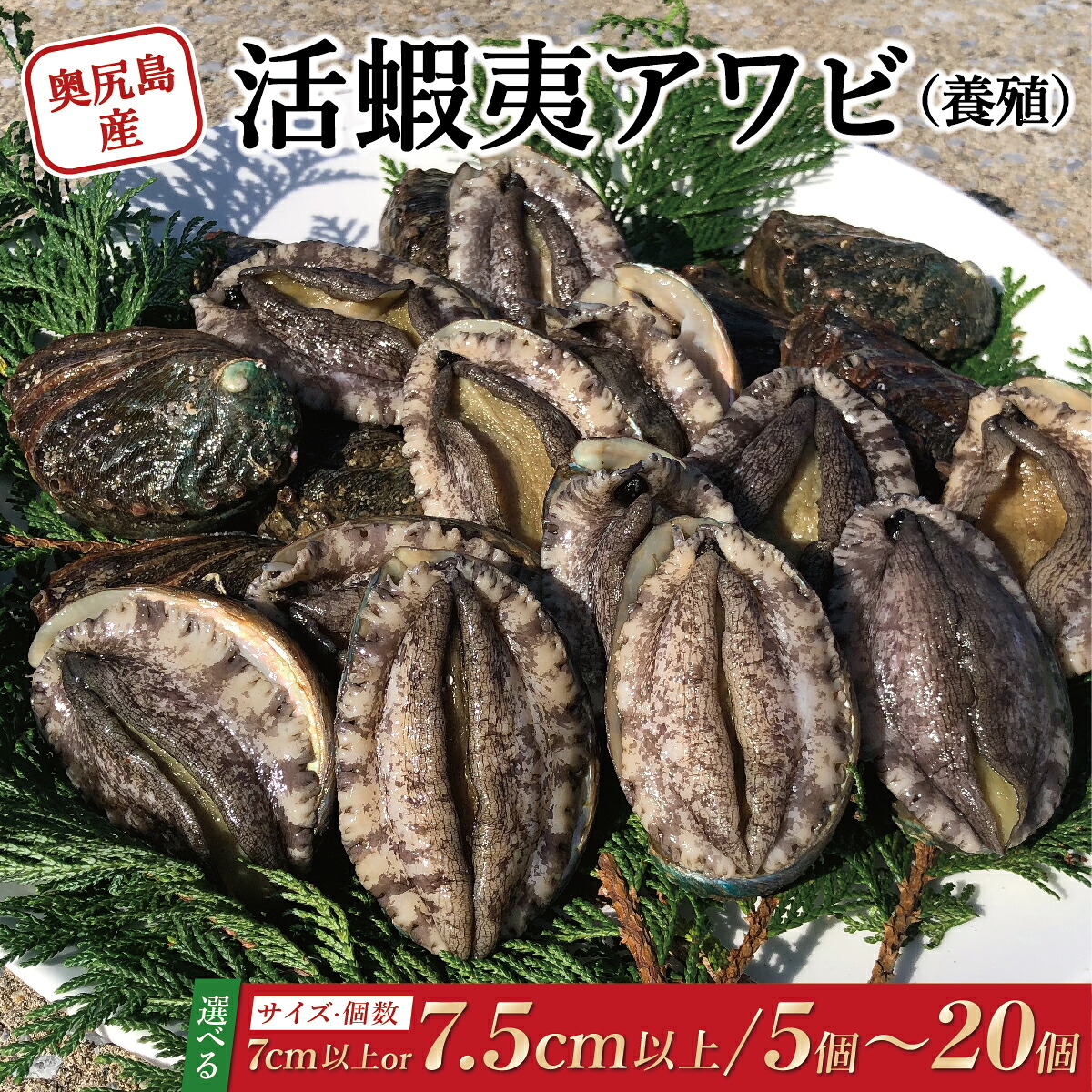 【ふるさと納税】奥尻島産 活蝦夷アワビ （養殖）【選べるサイズ】 70mm以上・75mm以上 【選べる個数】5個・10個・20個 | 鮑 あわび アワビ 蝦夷あわび 蝦夷アワビ 蝦夷鮑 活 エゾアワビ 北海道 奥尻町 送料無料｜北海道奥尻町