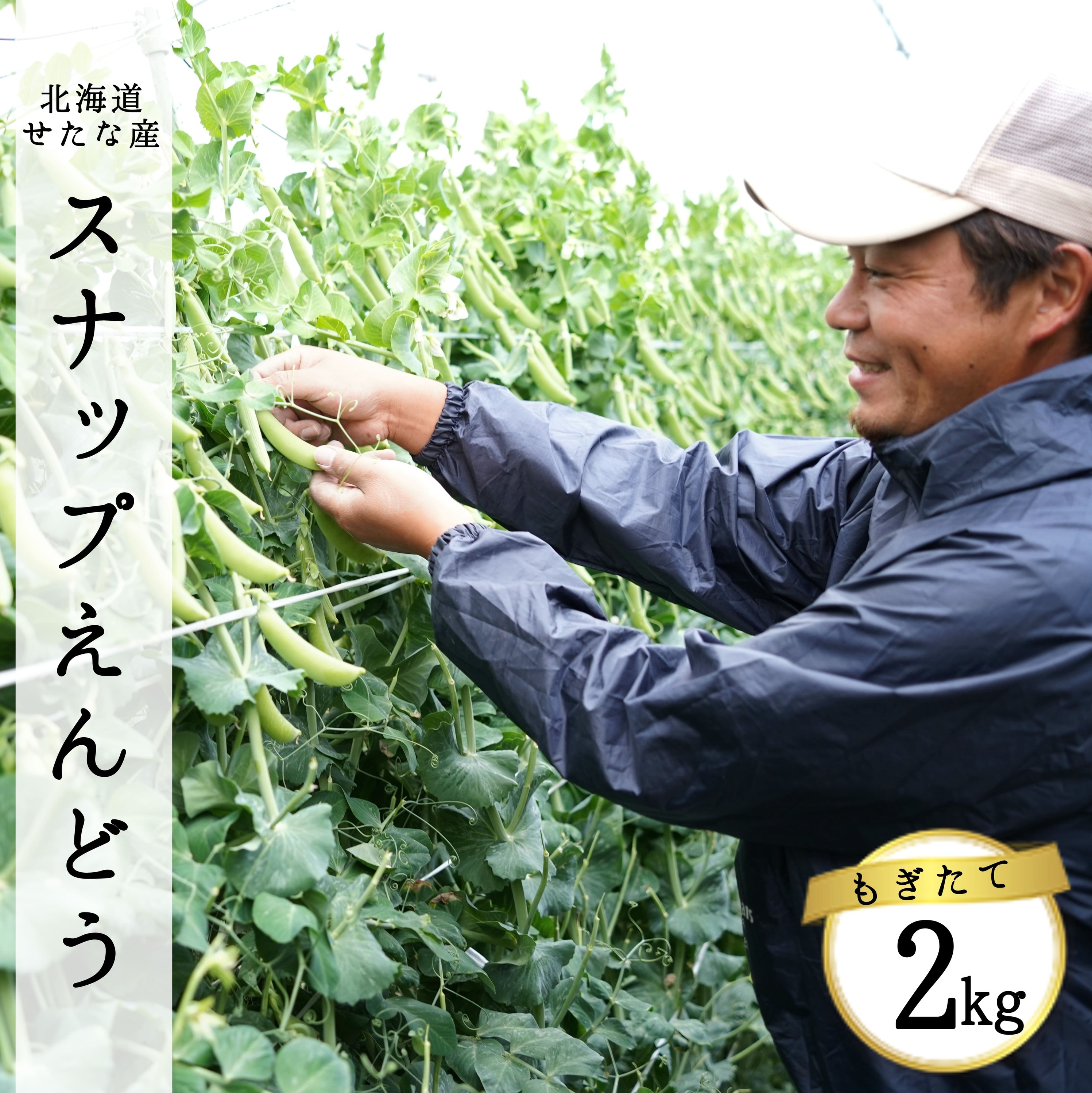 【ふるさと納税】【2026年5月中旬から順次発送】【朝獲れ新鮮】北海道 せたな町産 スナップえんどう 2kg 旬 炒め お弁当 みそ汁 パスタ 天ぷら おつまみ 野菜