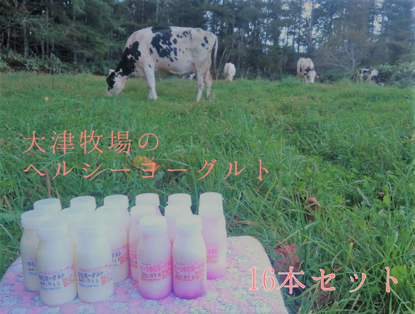【ふるさと納税】【大津牧場 搾りたてミルク使用】北海道産 のむヨーグルト ヘルシーセット 16本 プレーン無糖 ビーツ ダイエット 産地直送 せたな町