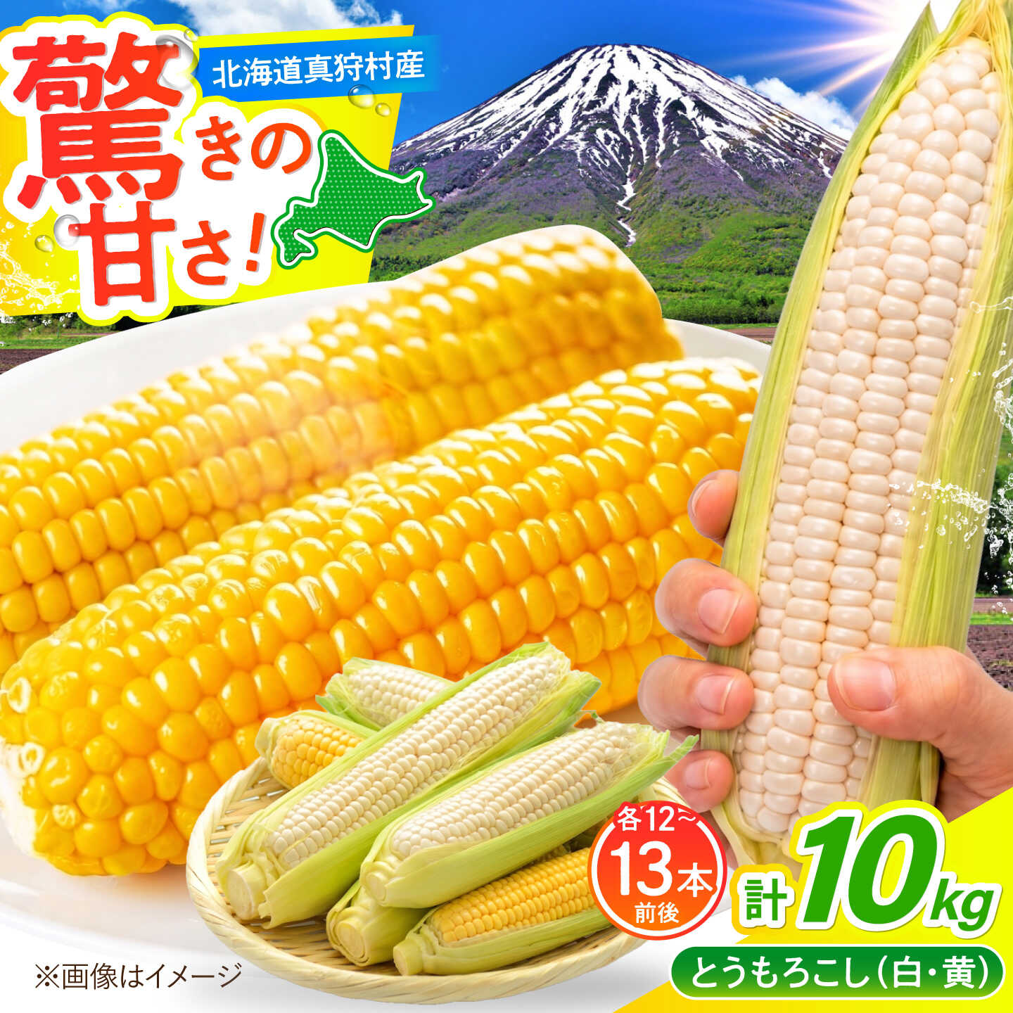 【ふるさと納税】【2026年8月下旬以降順次発送】 白と黄色のとうもろこし 各5kg | とうもろこし とうきび トウモロコシ コーン 野菜 やさい 北海道 産地直送 | 道の駅 真狩フラワーセンター[BPAM019]