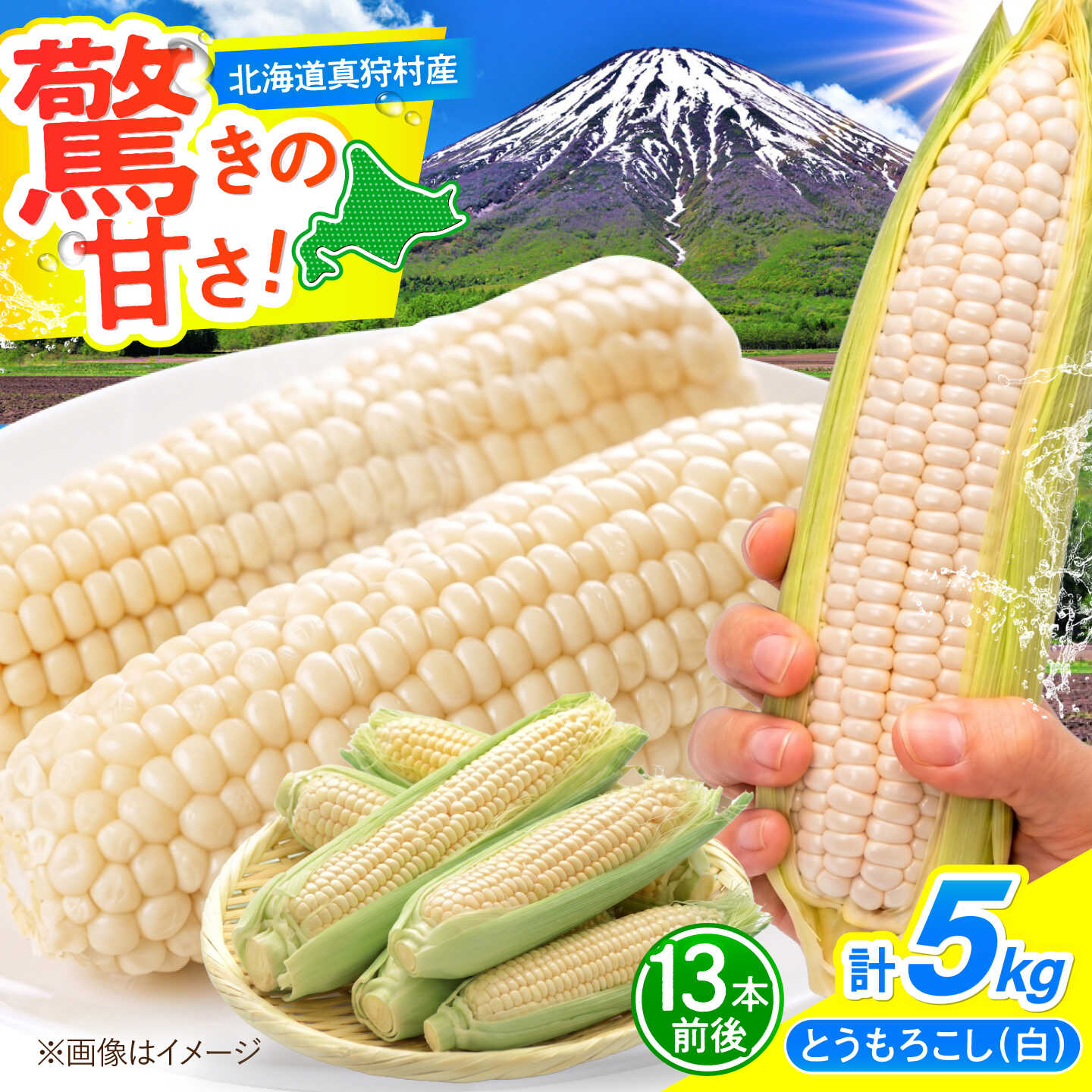 【ふるさと納税】【2026年8月下旬以降順次発送】 とうもろこし 白（白）5kg | とうもろこし とうきび トウモロコシ コーン 野菜 やさい 北海道 産地直送 | 道の駅 真狩フラワーセンター[BPAM021]