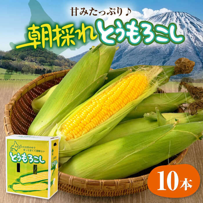 【ふるさと納税】【2026年8月中旬以降順次発送】北海道産 朝採れ とうもろこし 10本 《喜茂別町》【ニセコビュープラザ直売会協同組合】 とうもろこし トウモロコシ コーン 先行予約 季節の野菜 夏野菜 北海道産 [AJAH025] 14000 14000円