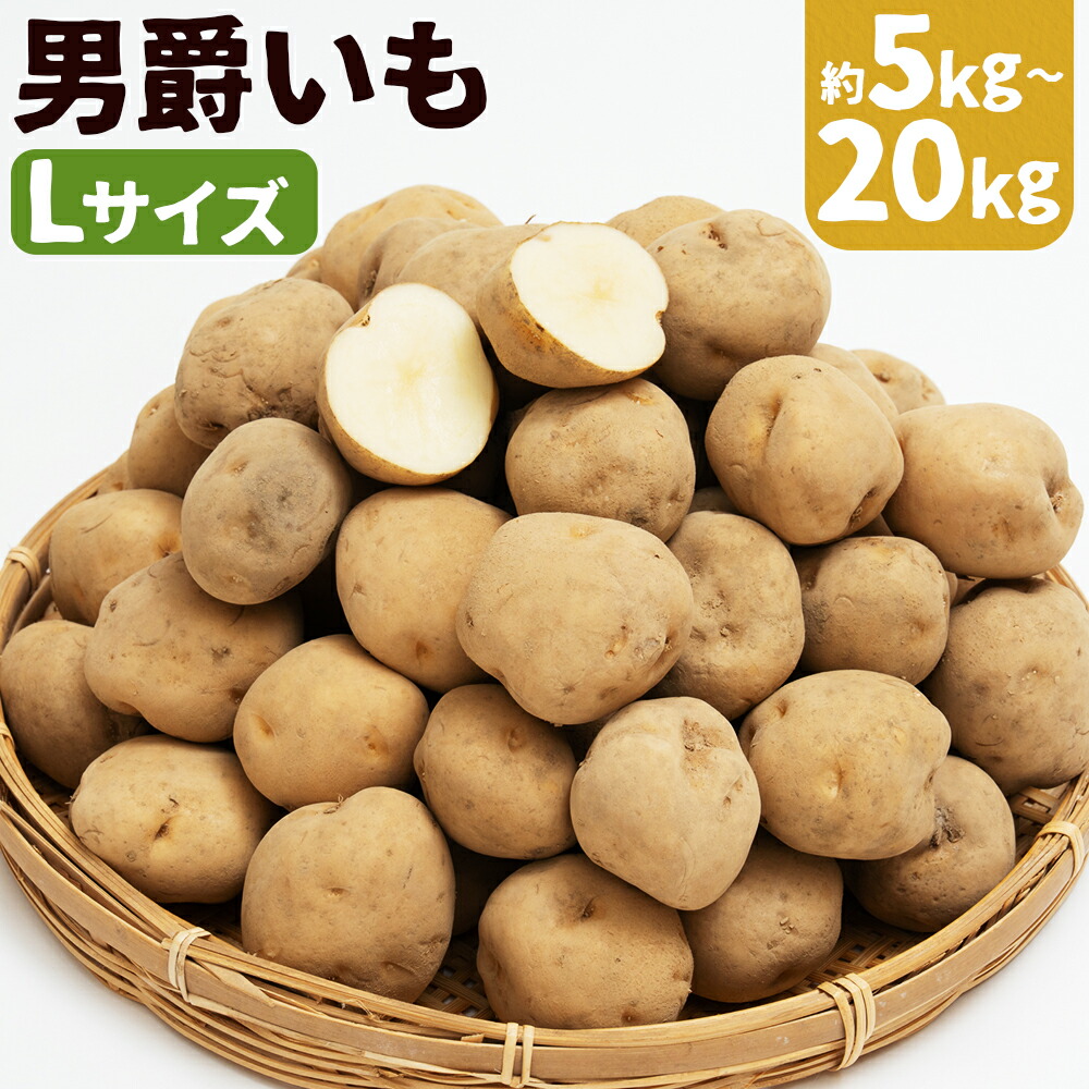 【ふるさと納税】じゃがいも 男爵 約5kg / 約10kg / 約20kg 選べる内容量 Lサイズ ジャガイモ じゃが芋 芋 野菜 京極町産 北海道産 国産 送料無料 【2026年9月下旬～2027年2月下旬迄発送予定】