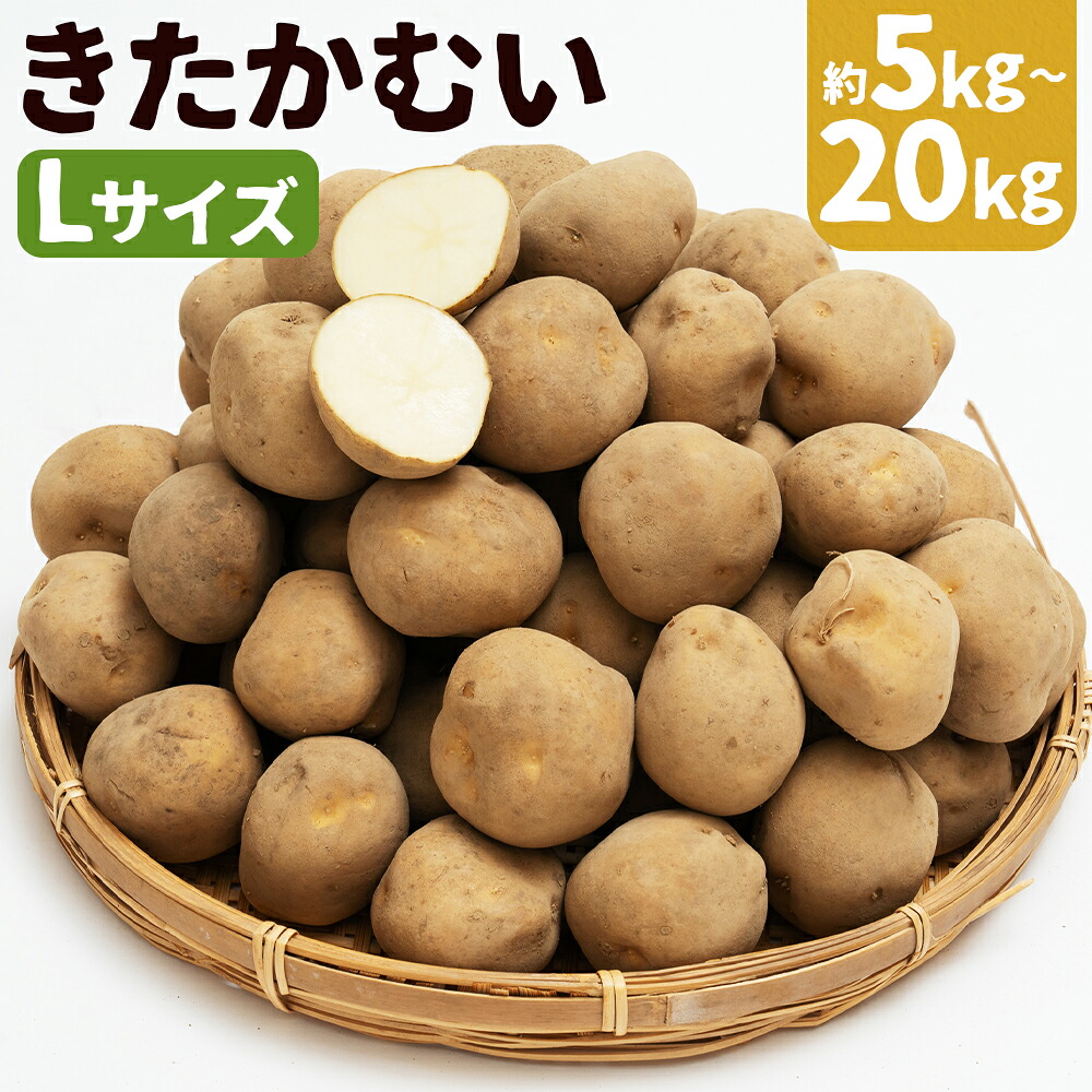 【ふるさと納税】じゃがいも きたかむい 約5kg / 約10kg / 約20kg 選べる内容量 Lサイズ ジャガイモ じゃが芋 芋 野菜 京極町産 北海道産 国産 送料無料 【2027年1月上旬～2月下旬迄発送予定】