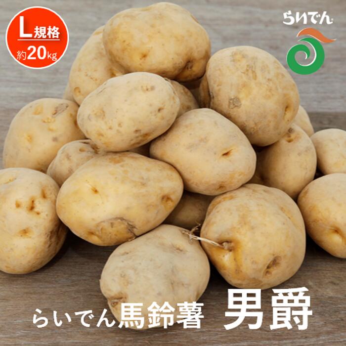 【ふるさと納税】2026年 8月 出荷 先行予約 らいでん 馬鈴薯 男爵 L 規格 約 20kg じゃがいも イモ 芋 ポテト 北海道 共和町 産地直送 JAきょうわ 野菜 根菜 　お届け：2026年8月下旬～2026年9月下旬まで
