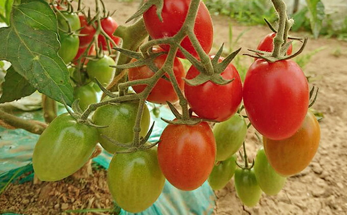 ふるさと納税 超為るミニ赤なす アイコ 大きい満足させることの誠に3kg 野菜 ミニトマト お届け 21一年6暦月下旬 9月中旬 Marchesoni Com Br