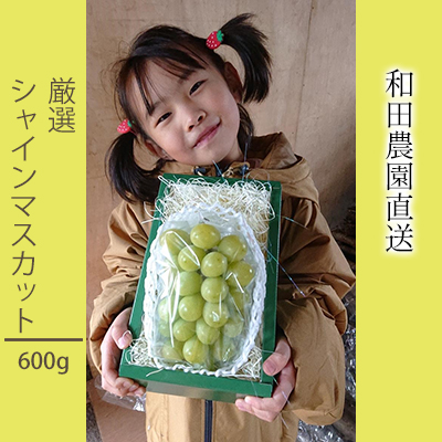 和田農園のシャインマスカット約600g 北海道仁木町産 お届け 売れ筋介護用品も！ 10周年記念イベントが