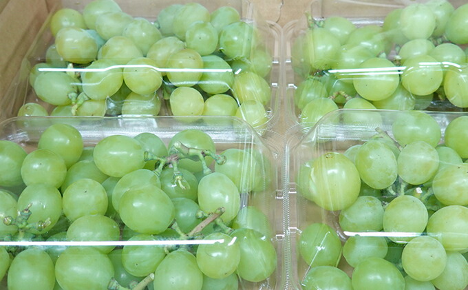 【ふるさと納税】【バラ詰め】松山商店シャインマスカット約1.6kg(北海道仁木町産)【果物・ぶどう・フルーツ・果物類・ブドウ・マスカット・シャインマスカット・約1.6kg】お届け:2022年10月中旬〜末日