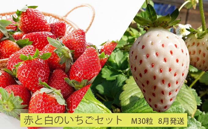【ふるさと納税】【8月発送】今野農園「赤と白のいちごセット」(M30粒)北海道仁木町産【果物類・いちご・苺・イチゴ・すずあかね・天使のいちご・フルーツ】お届け:2022年8月上旬〜末日
