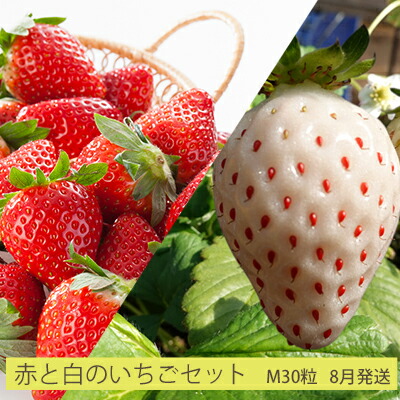 お届け:2022年8月上旬〜末日 お届け:2022年8月上旬〜末日