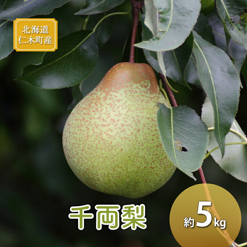 【ふるさと納税】[先行受付] 北海道 仁木町産 千両梨 約5kg 梨 ナシ 果物 くだもの フルーツ 先行予約 [くだもの直売　もり園]　お届け：2025年9月中旬～11月初旬頃