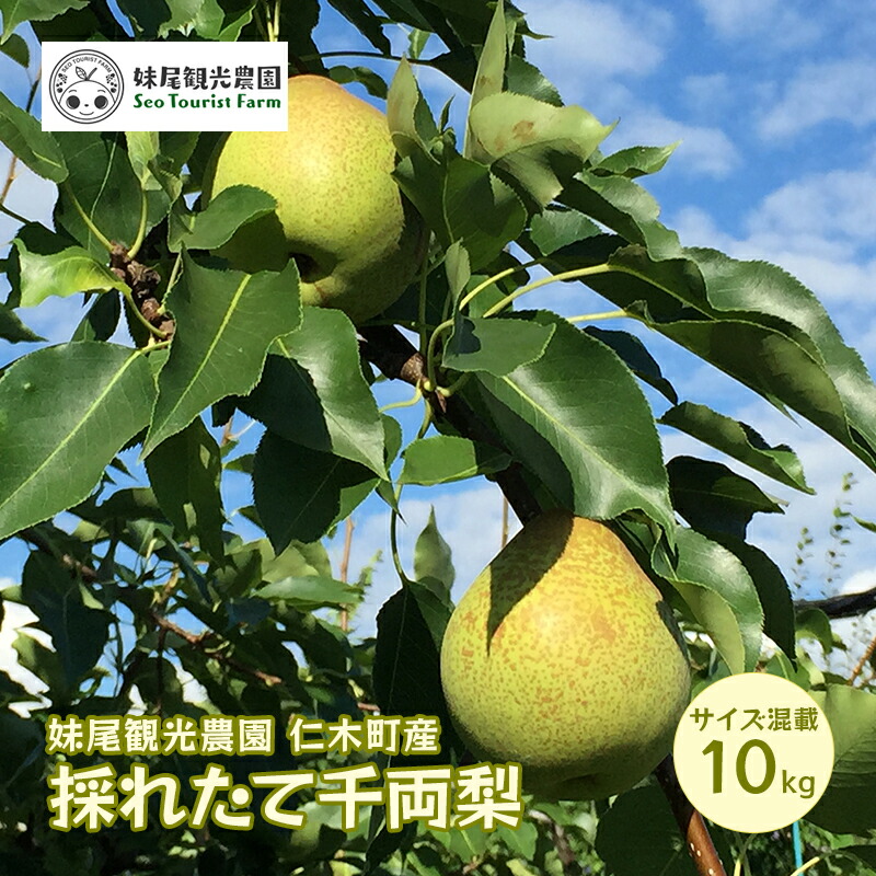 【ふるさと納税】[先行受付/2025年] 仁木町の採れたて「千両梨」サイズ混載 10kg（20個前後）  北海道 仁木 果物 フルーツ なし 梨 ナシ 先行予約 [フルーツショップ妹尾観光農園]　お届け：2025年9月下旬～10月上旬