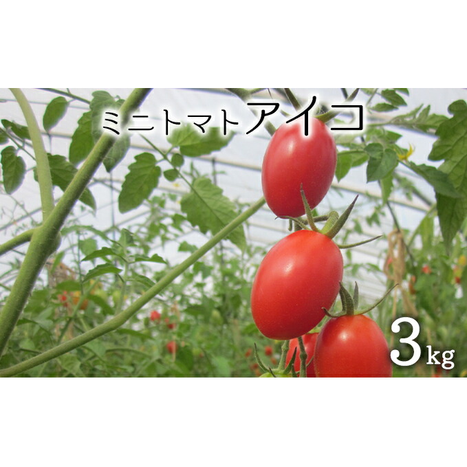 【ふるさと納税】[先行受付] 北海道 仁木町産 ミニトマト 3kg（品種： アイコ） 野菜 野菜類 とまと トマト[松山商店]　お届け：2025年8月上旬～9月20日頃