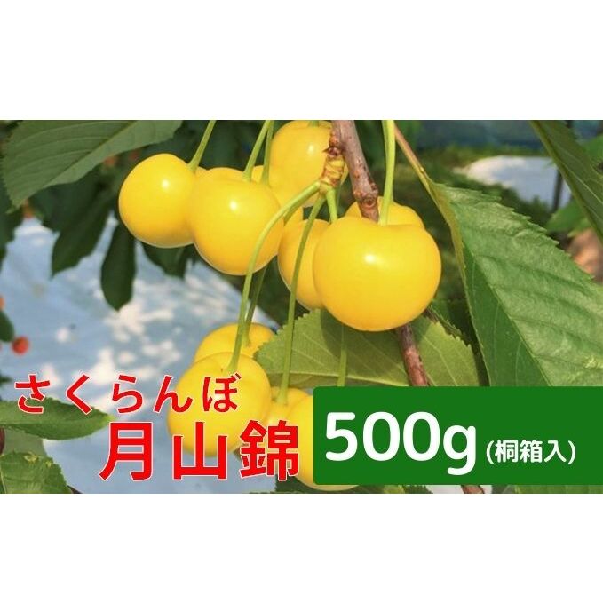 【ふるさと納税】[先行受付] 北海道 仁木町産 さくらんぼ【 月山錦 】一段並べ 桐箱入り 500g 2Lサイズ以上 果物類 フルーツ サクランボ チェリー [峠のふもと紅果園]　お届け：2025年7月10日頃～7月25日頃