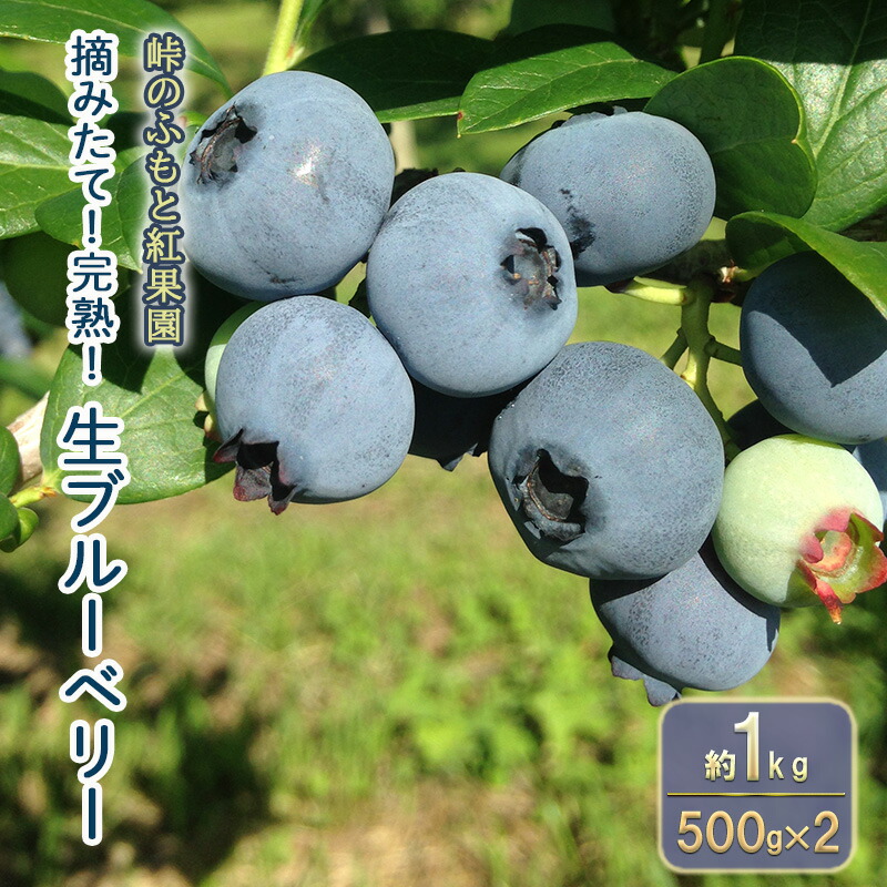 【ふるさと納税】[先行受付] 北海道 仁木町産 摘みたて 完熟 生ブルーベリー 約1kg （500g×2）サイズ混載 果物 くだもの ブルーベリー フルーツ [峠のふもと紅果園]　お届け：2025年7月20日～8月15日頃