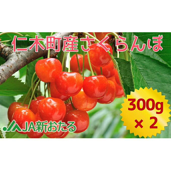 【ふるさと納税】[先行受付] 北海道 仁木町産 7月旬 さくらんぼ 600g （300g×2） 【JA新おたるの生産者厳選】 果物 果物類 くだもの フルーツ サクランボ チェリー [JA新おたる]　お届け：2025年7月～23日まで