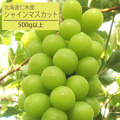 【ふるさと納税】[先行受付] 北海道 仁木町産 厳選品 シャインマスカット1房（500g以上） 果物 ぶどう フルーツ 果物類 ブドウ マスカット [松山商店]　お届け：2025年10月10日～11月10日まで