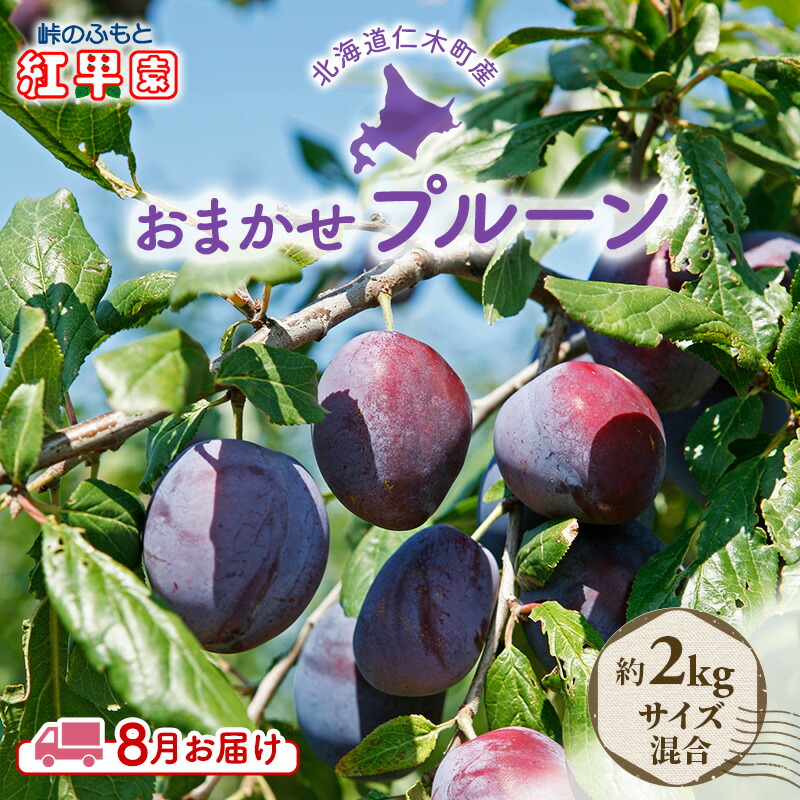【ふるさと納税】[先行受付] 8月お届け 北海道 仁木産 フレッシュ プルーン 約2kg （サイズ混合）品種 おまかせ 果物 くだもの フルーツ [峠のふもと　紅果園]　お届け：2025年8月1日～31日まで